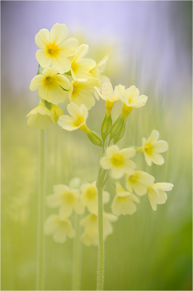 ~ Hohe Schlüsselblume ~