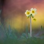 Hohe Schlüsselblume