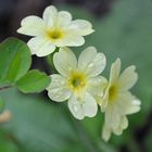 Hohe Schlüsselblume