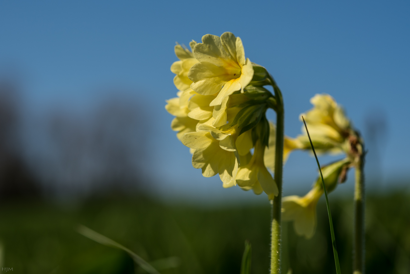 Hohe Schlüsselblume