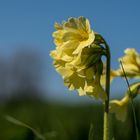 Hohe Schlüsselblume