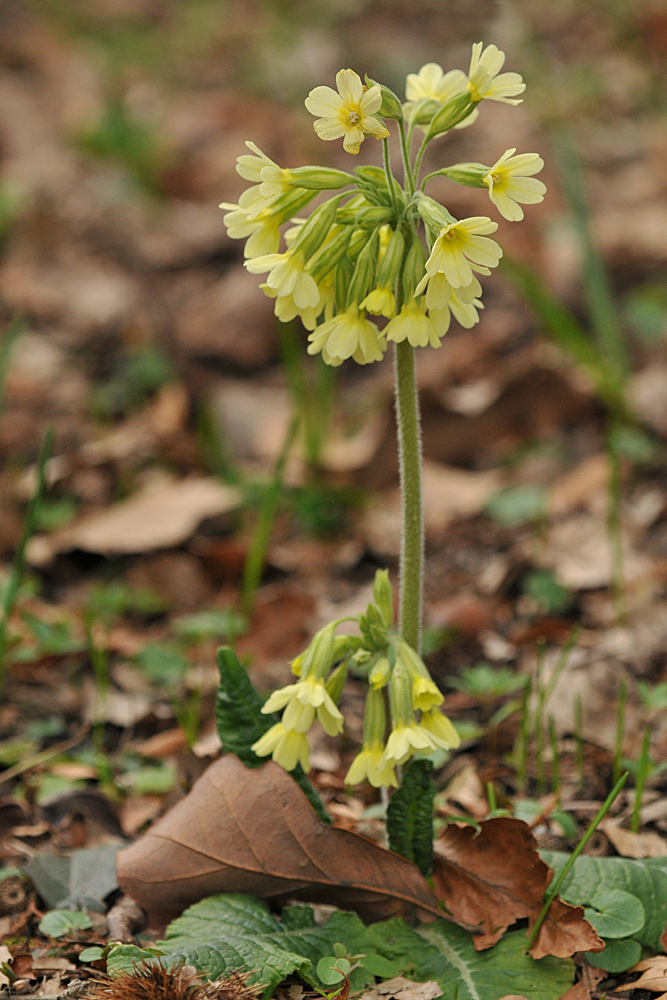 Hohe Schlüsselblume: Bald klingeln sie wieder