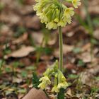 Hohe Schlüsselblume: Bald klingeln sie wieder