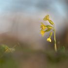 Hohe Schlüsselblume