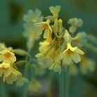 Hohe Schlüsselblume oder Wald-Schlüsselblume (4)