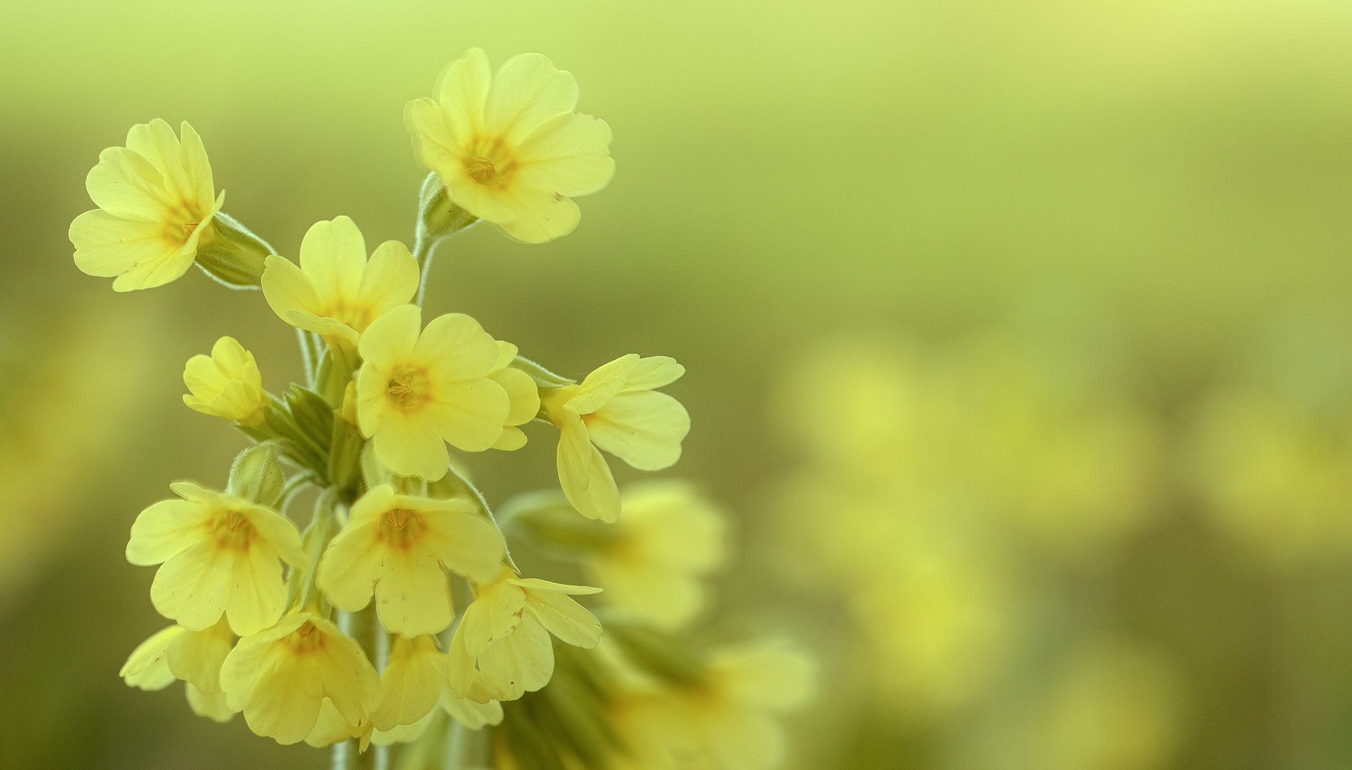 Hohe Schlüsselblume oder Wald-Schlüsselblume (5) 