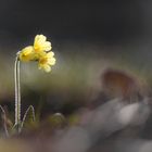 Hohe Schlüsselblume (Primula elatior)