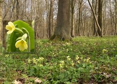 Hohe Schlüsselblume (Primula elatior)