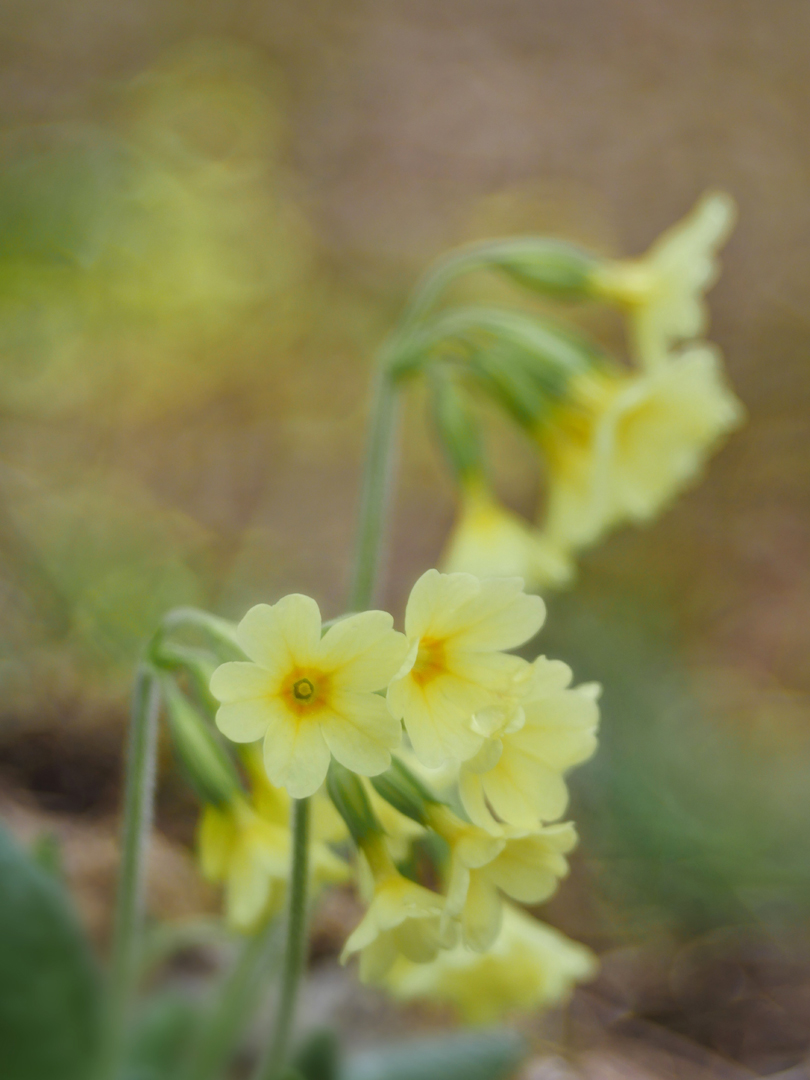 Hohe Schlüsselblume (Primula elatior)