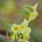 Hohe Schlüsselblume (Primula elatior)