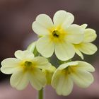 Hohe Schlüsselblume (Primula elatior)