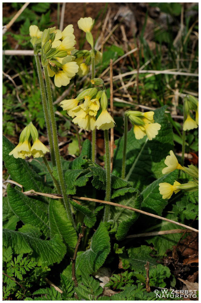 - Hohe Schlüsselblume - ( Primula elatior )