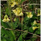 - Hohe Schlüsselblume - ( Primula elatior )