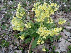 Hohe Schlüsselblume (Primula elatior)