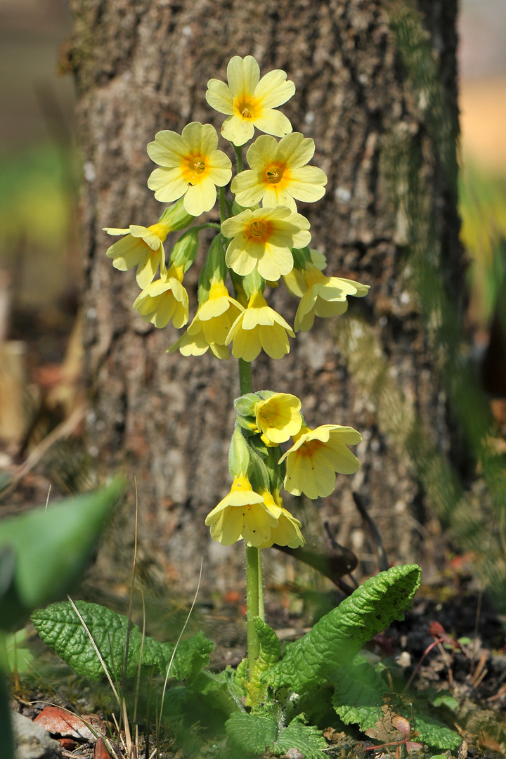 Hohe Schlüsselblume (Primula elatior)