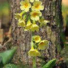 Hohe Schlüsselblume (Primula elatior)