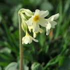 Hohe Schlüsselblume (Primula elatior)