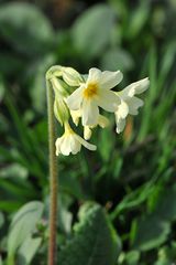 Hohe Schlüsselblume (Primula elatior)