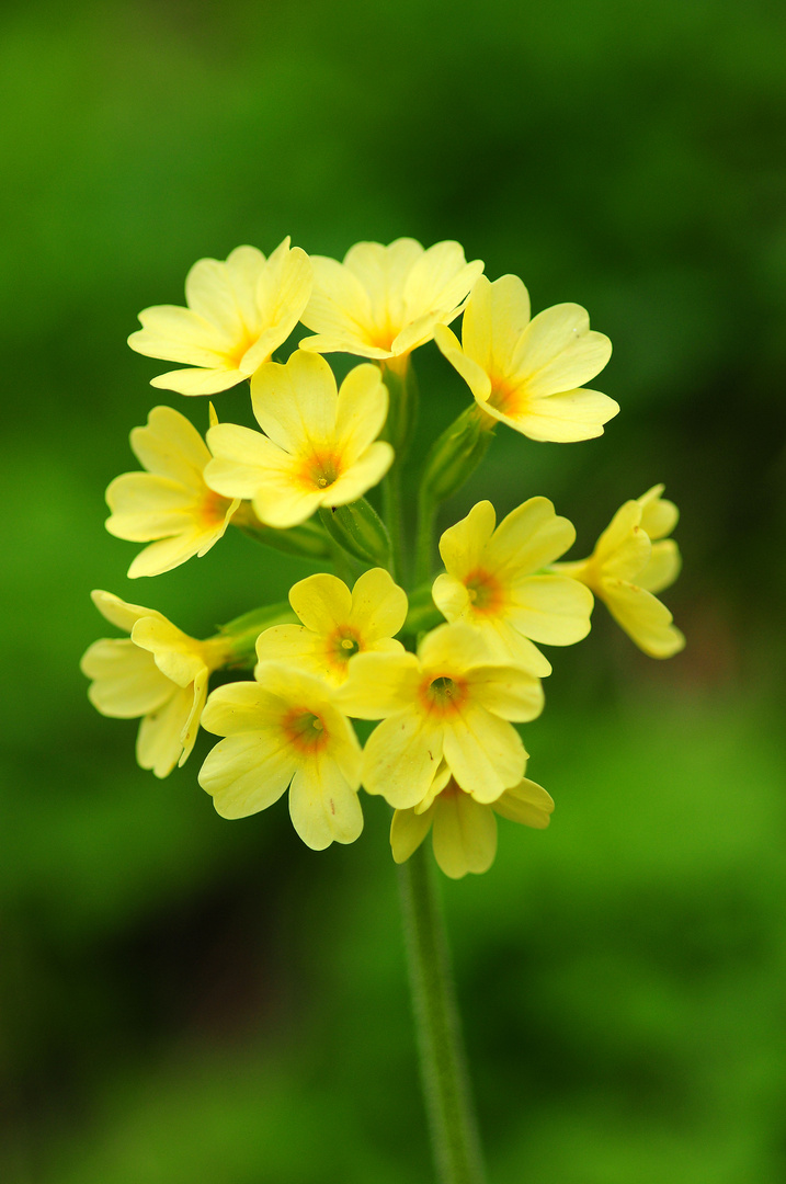 Hohe Schlüsselblume - Primula elatior II