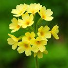 Hohe Schlüsselblume - Primula elatior II