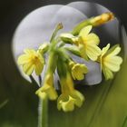 Hohe Schlüsselblume (Primula eliator)