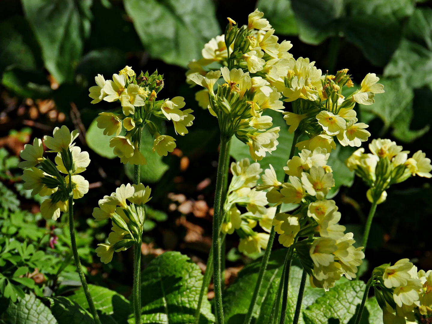 Hohe Schlüsselblumen