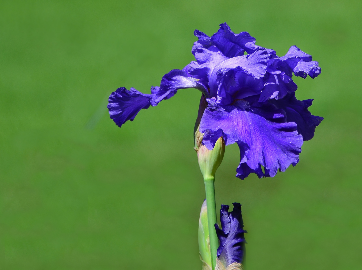 Hohe Schwertlilie,  Iris barbata-elatior