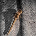 Hohe Tauern: Libelle sitzt auf der Weste (Konradhütte) Steiermark