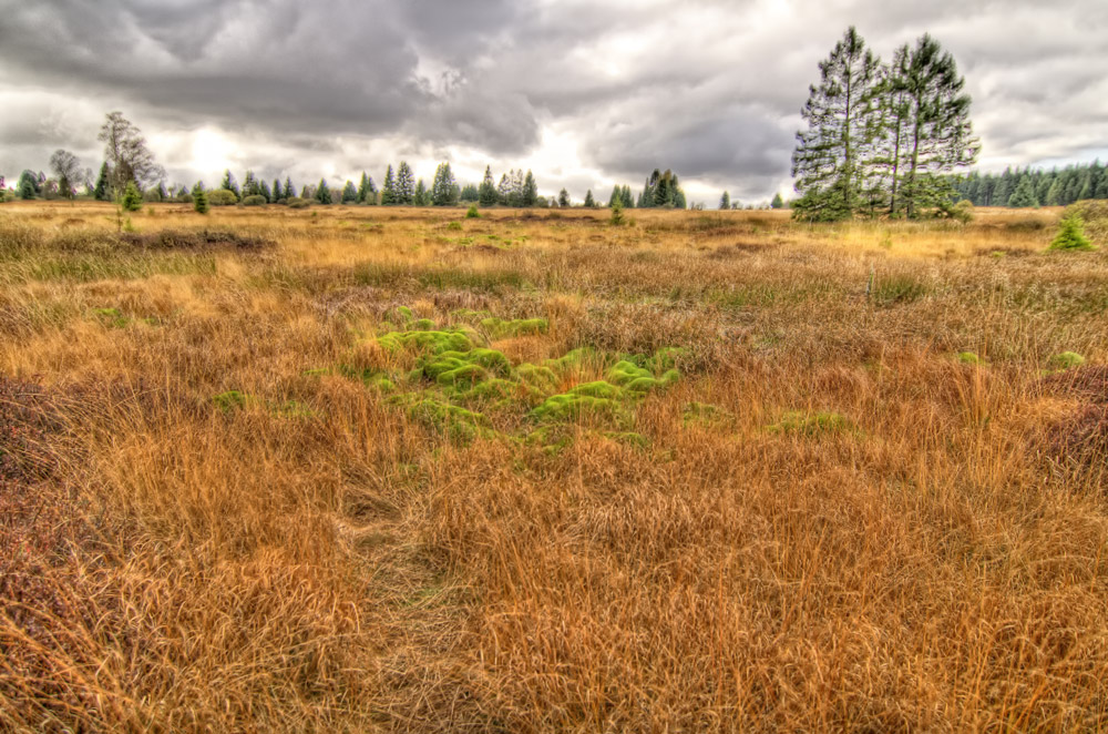 Hohe Venn Moorlandschaft Belgien