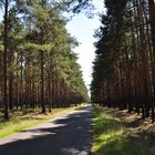 Hohe Waldbrandgefahr