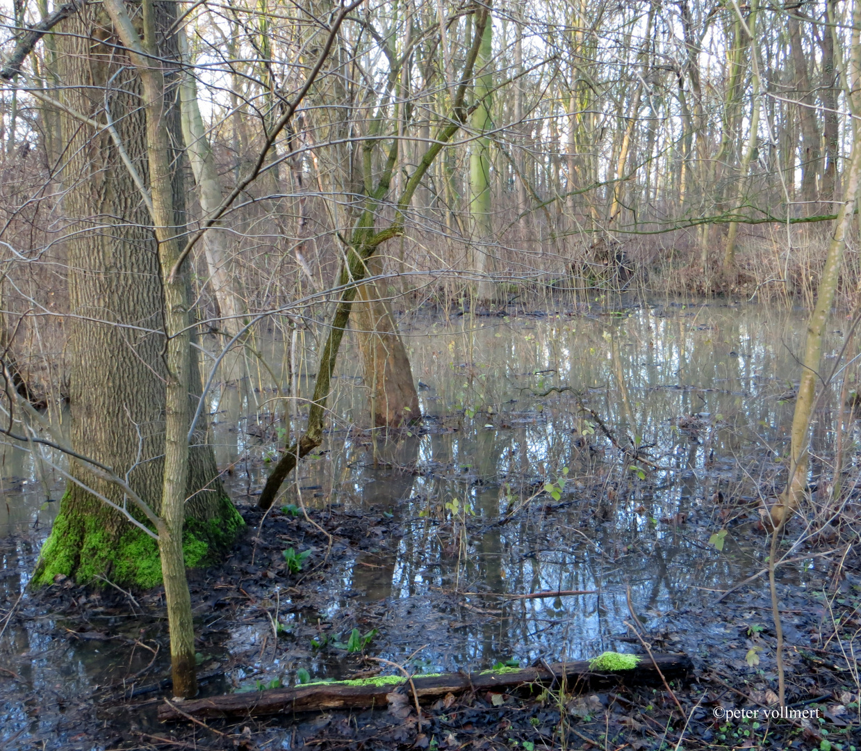 hohe Wasserstände sind in den Auwälder der Ricklinger Masch im Frühjahr normal