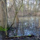 hohe Wasserstände sind in den Auwälder der Ricklinger Masch im Frühjahr normal