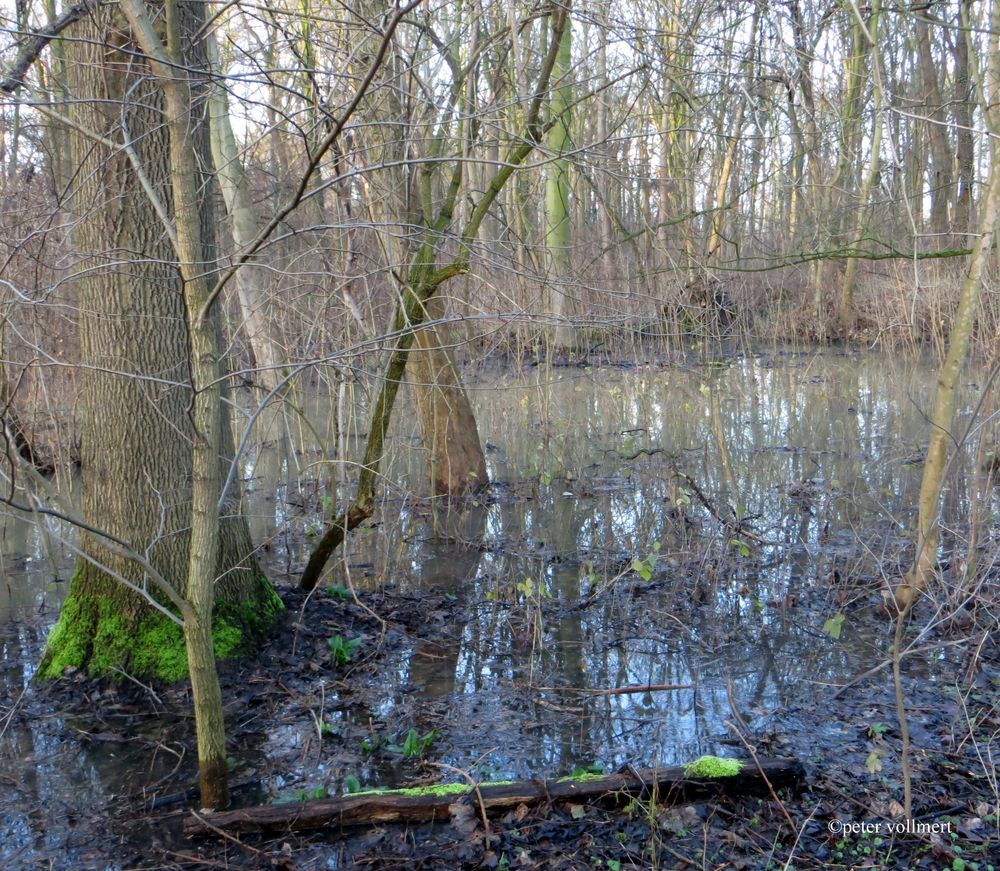 hohe Wasserstände sind in den Auwälder der Ricklinger Masch im Frühjahr normal