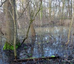 hohe Wasserstände sind in den Auwälder der Ricklinger Masch im Frühjahr normal