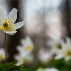 … Hohe Zeit der Anemonen …