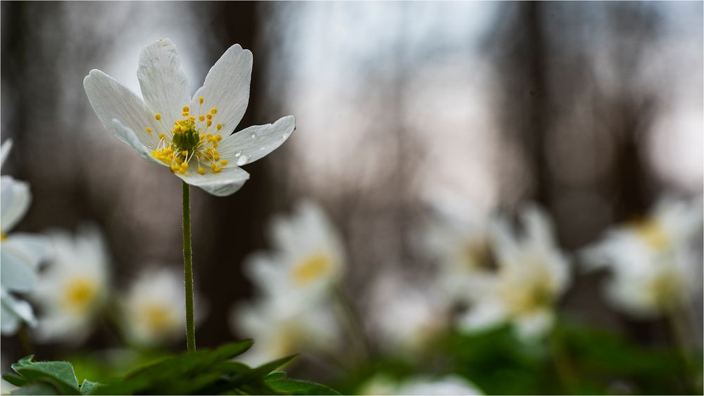 … Hohe Zeit der Anemonen …