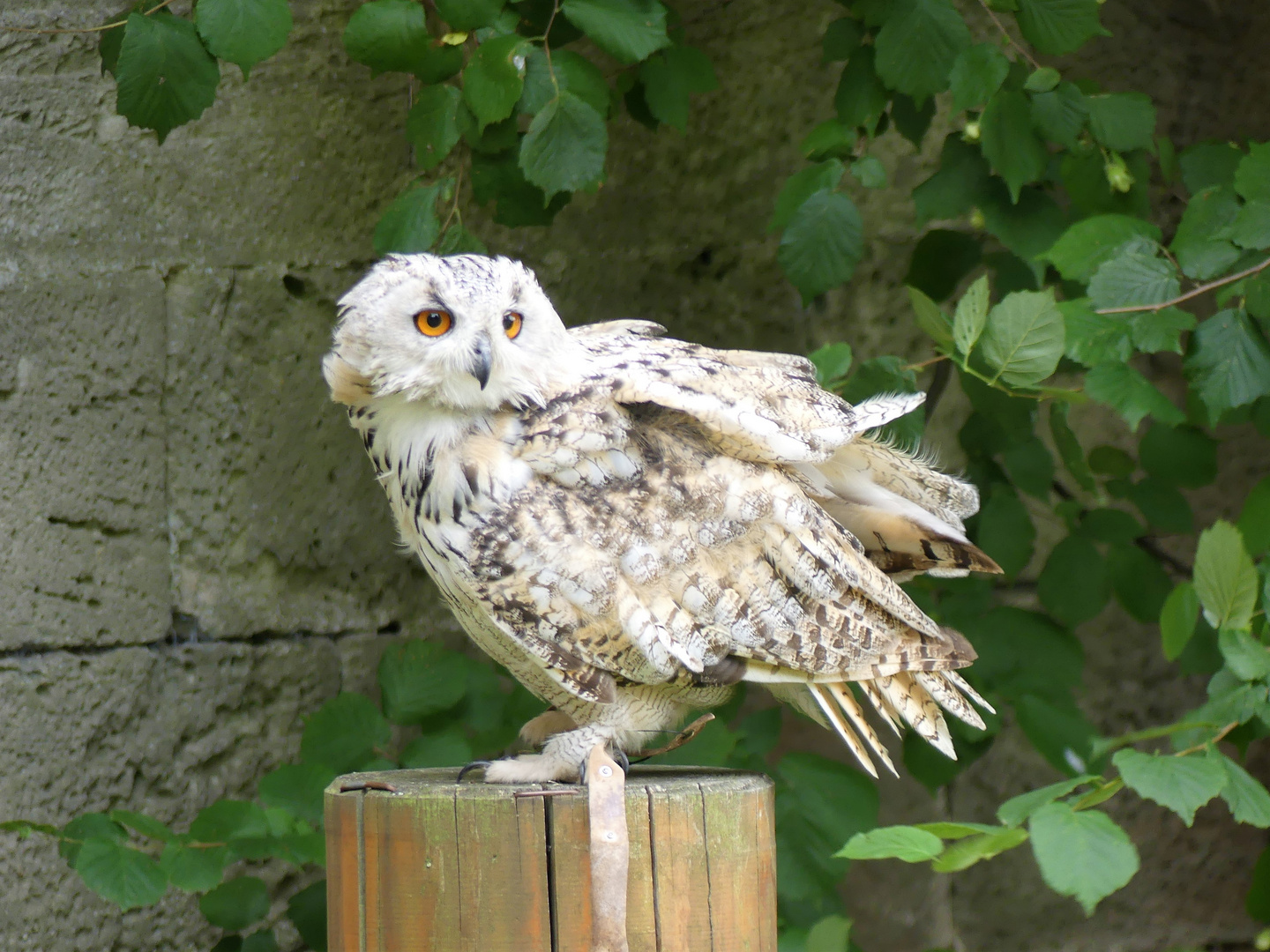 Hohenbeilstein - Falknerei - July 2020