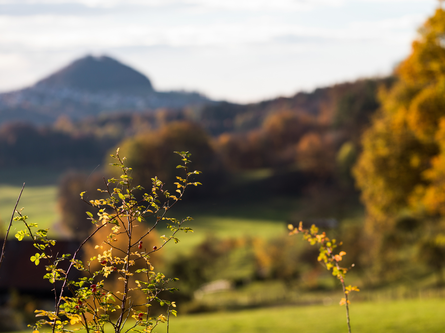 Hohenstaufen