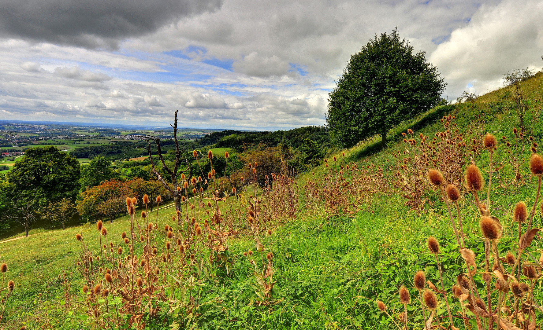 Hohenstaufen