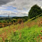 Hohenstaufen