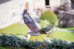 Hohenwerfen / 11