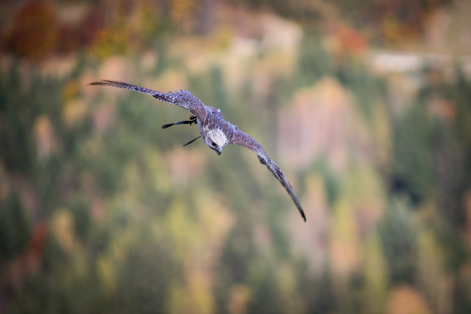 Hohenwerfen / 2