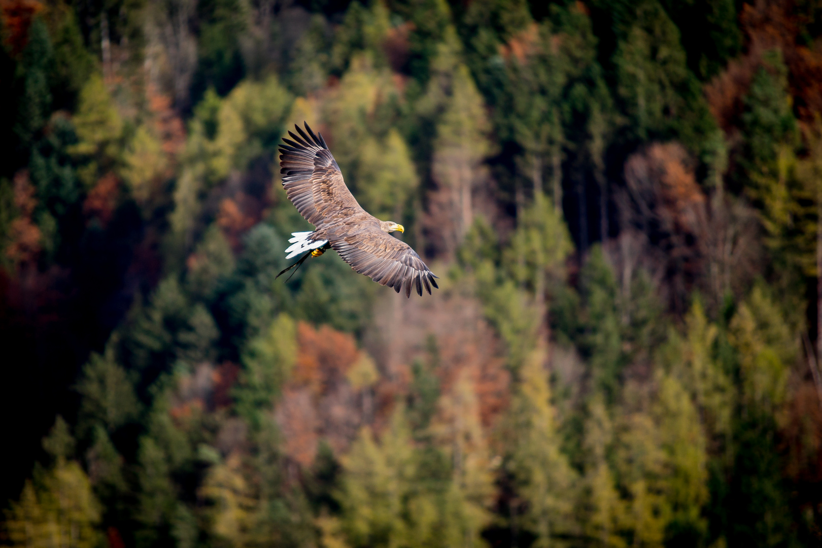 Hohenwerfen / 8