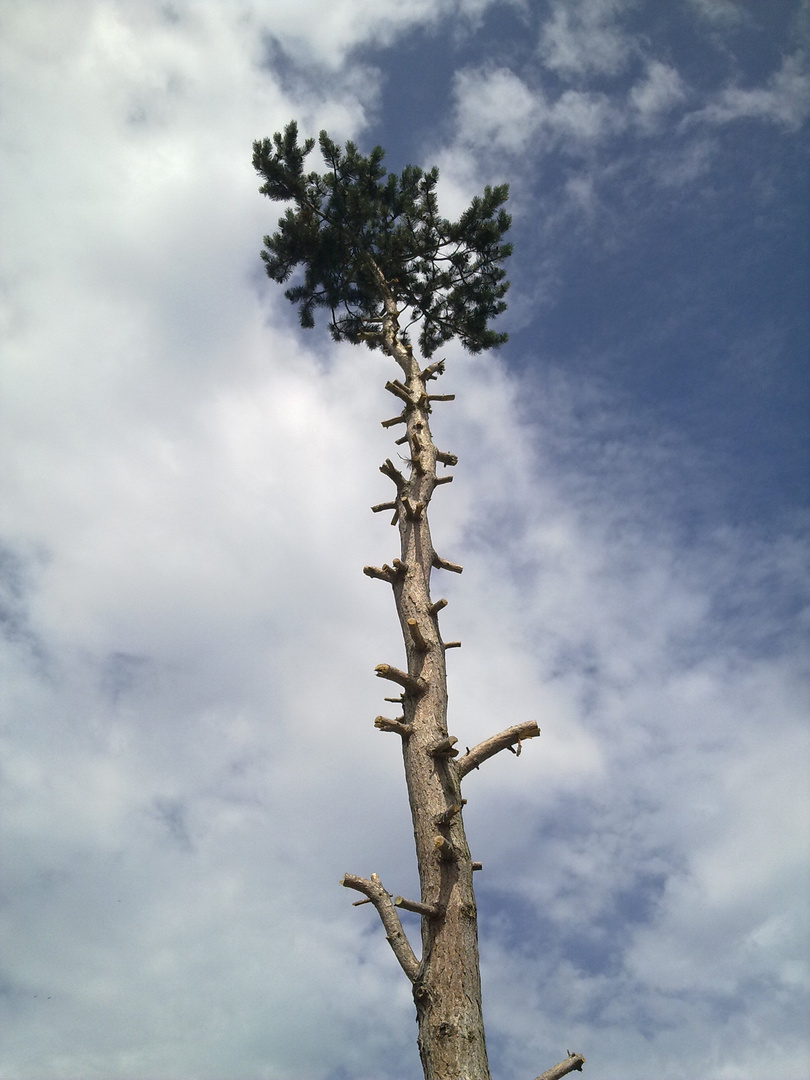 Hoher Baum mit fehlenden Ästen