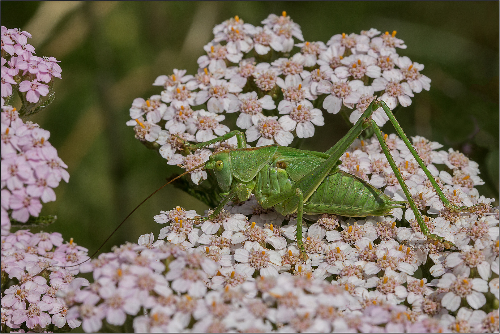 Hoher Besuch