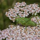 Hoher Besuch