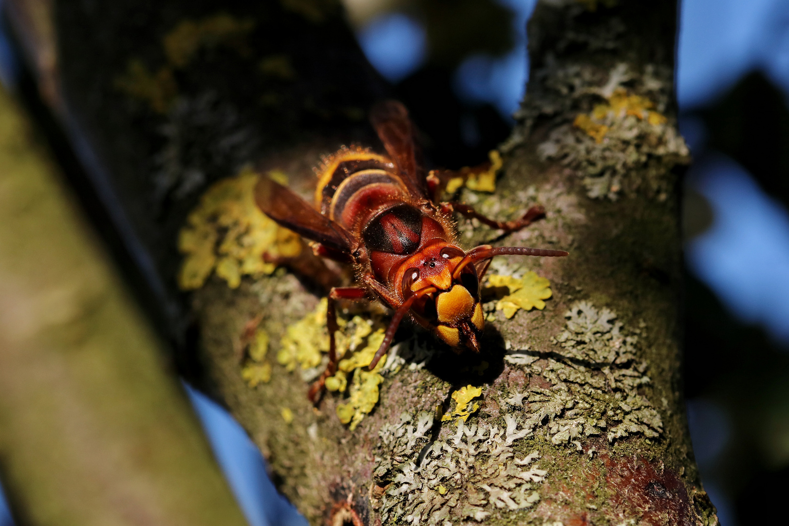 Hoher Besuch...