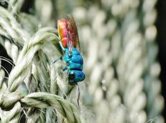 "Hoher Besuch"......