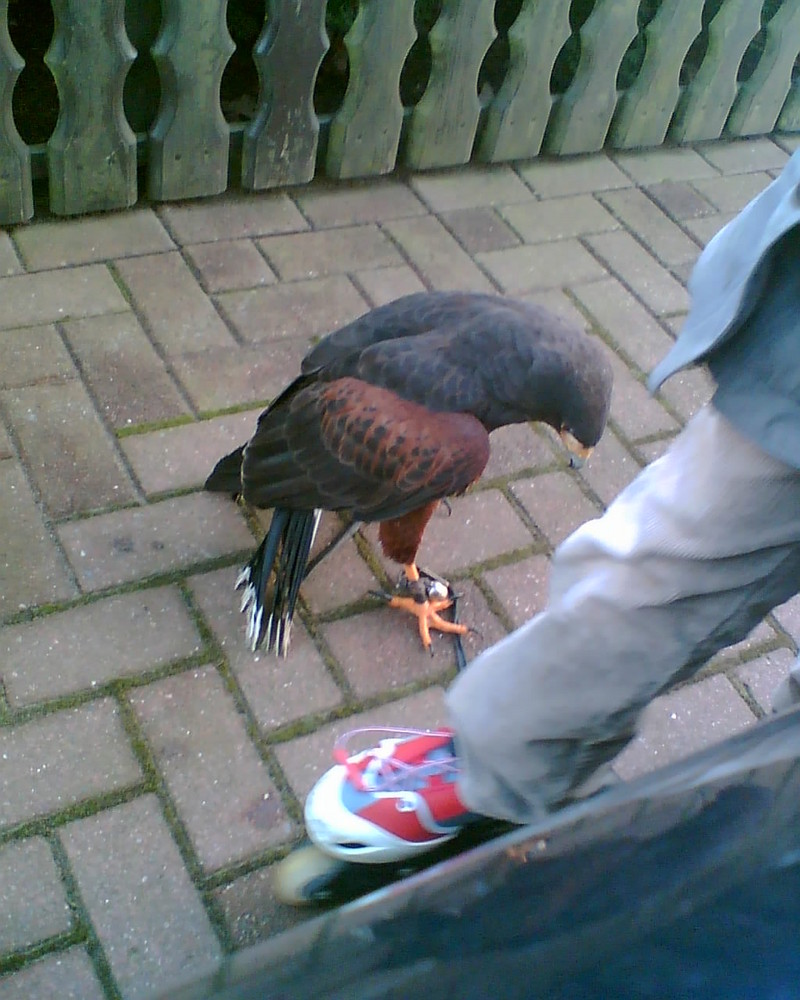 Hoher Besuch bei uns daheim