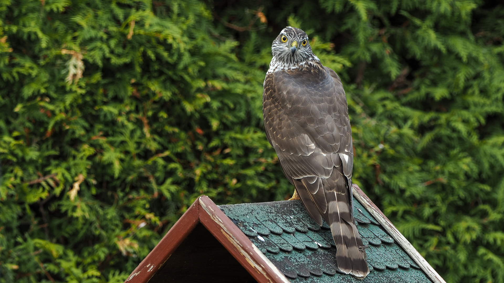 Hoher Besuch